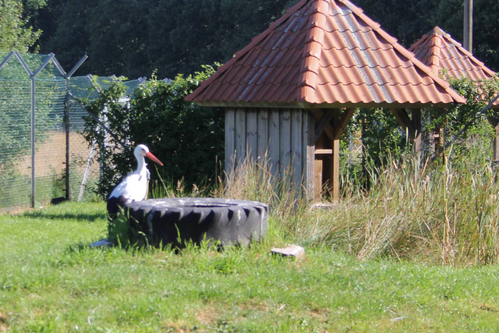 Störche
