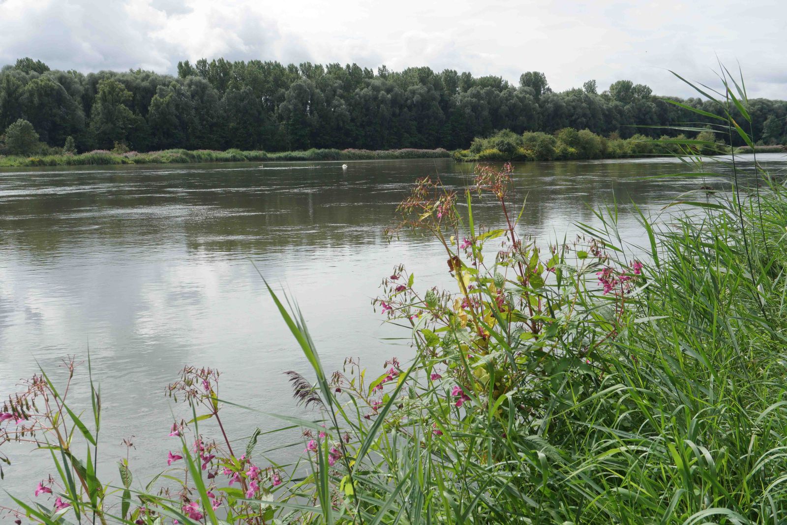 Donauufer
