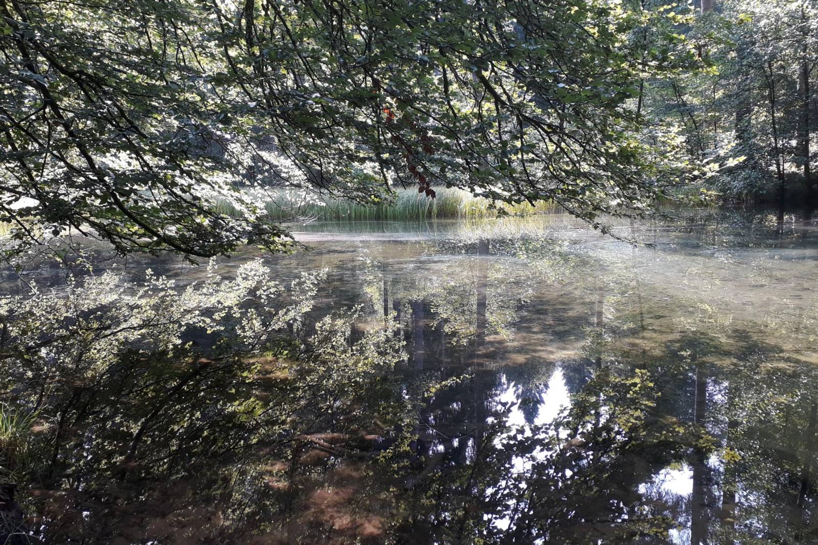 Moosalbtal