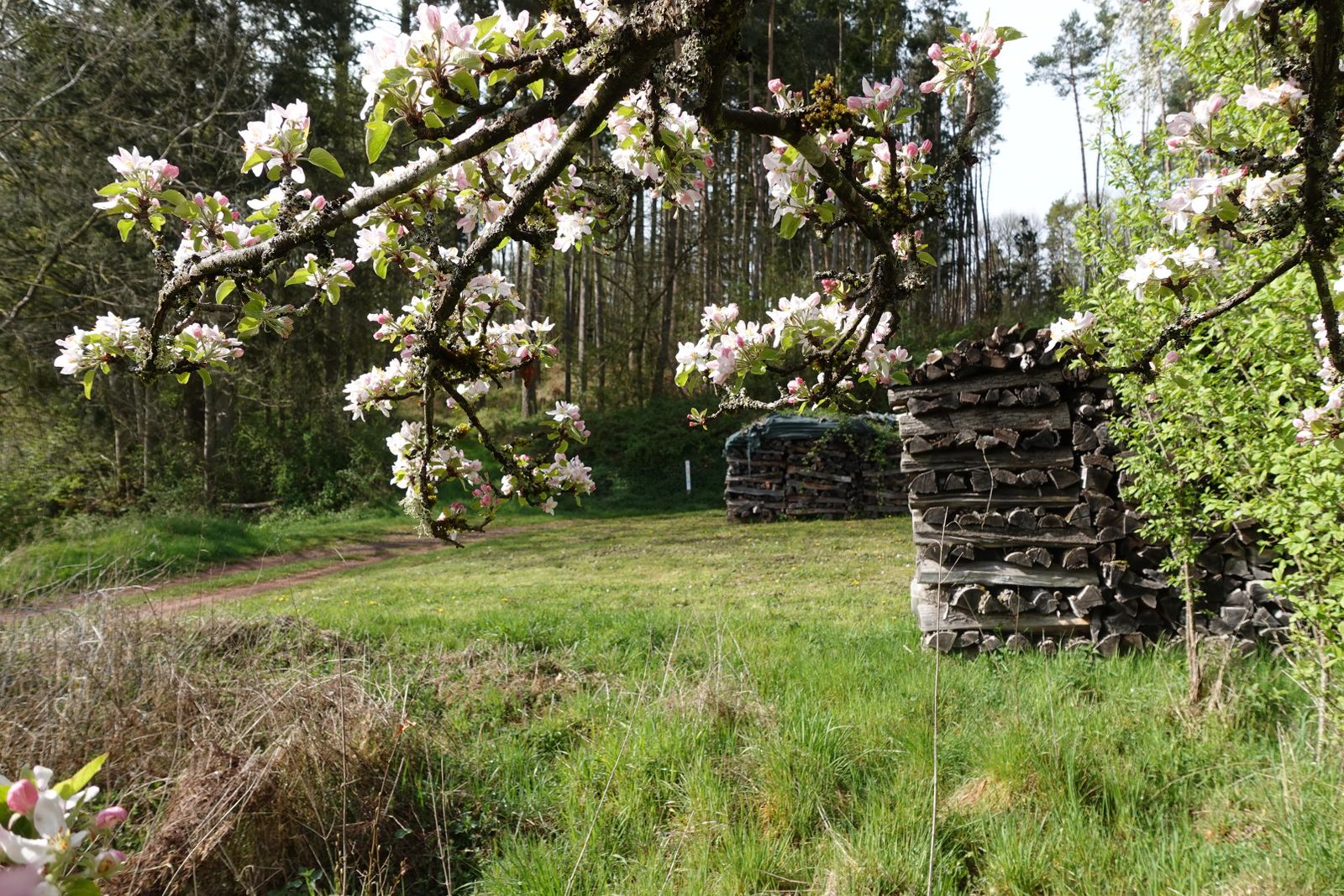 Kirschblüte