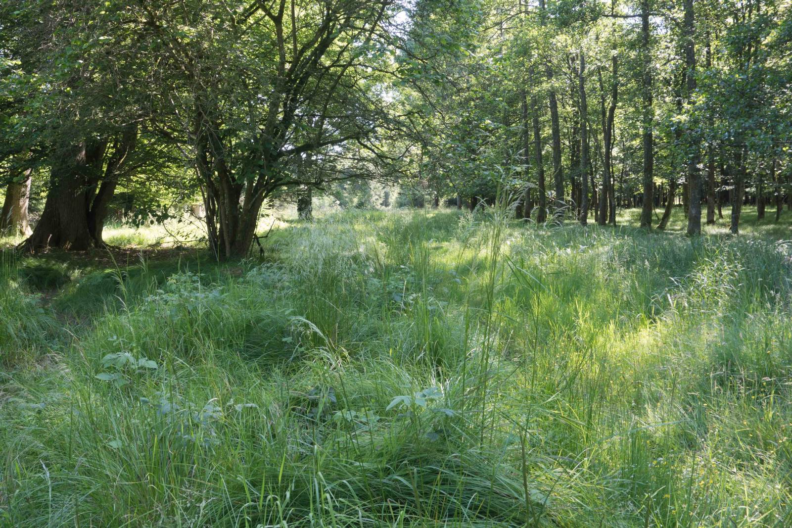 Hochmoorwiesen